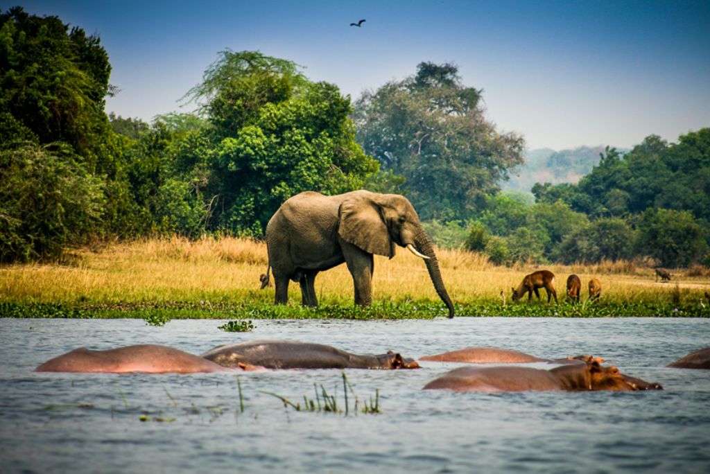 Uganda Safari Activities