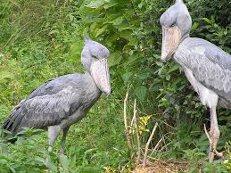 Uganda:Africa’s Ultimate Birding Paradise -A Birder’s dream destination