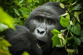 5 Unforgettable Wildlife Moments You can only experience in Africa