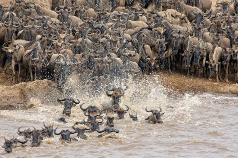 Mara River 3 768x512