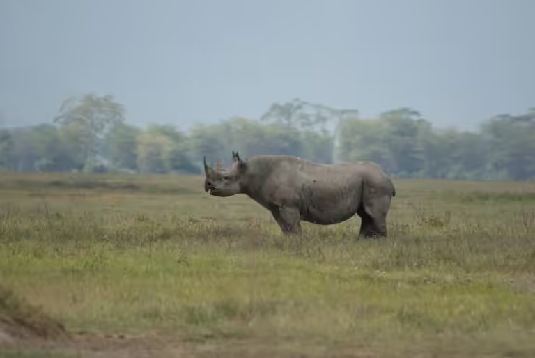 Rhino Website pics 768x514 (1)