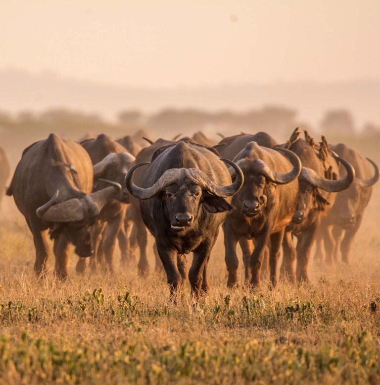 13 Days Safari Zanzibar holiday 768x777 (1)
