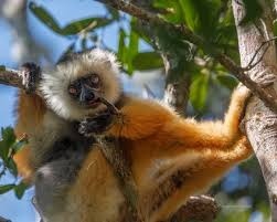 Andasibe Mantadia National Park