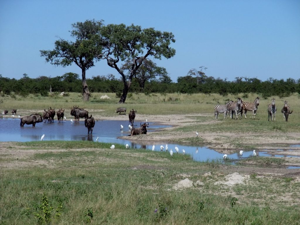 Chobe 1024x768