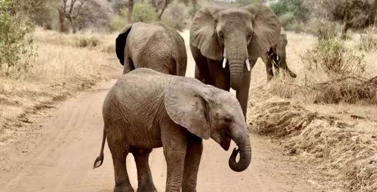 Elephant calf 768x392 (1)