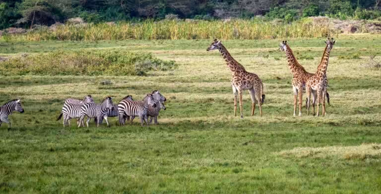 Giraffes2C zebras 768x392 (2)