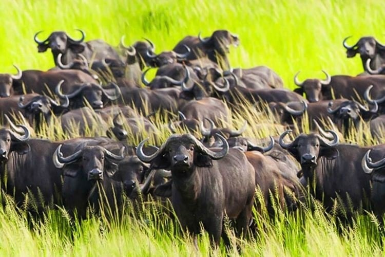 Mikumi buffalo