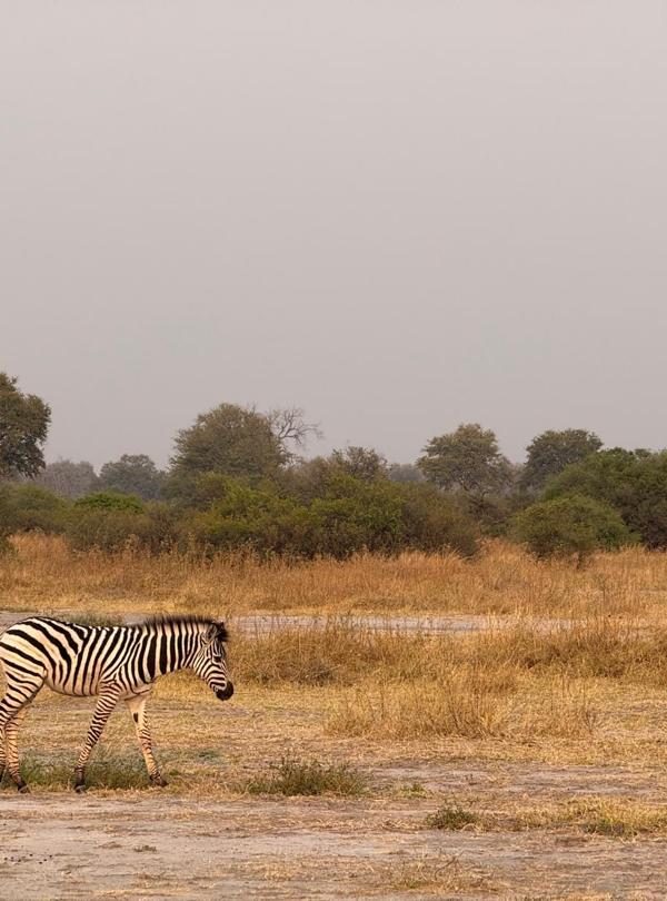 Moremi 2 600x810
