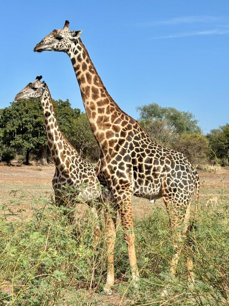 giraffes in South Luangwa 768x1024