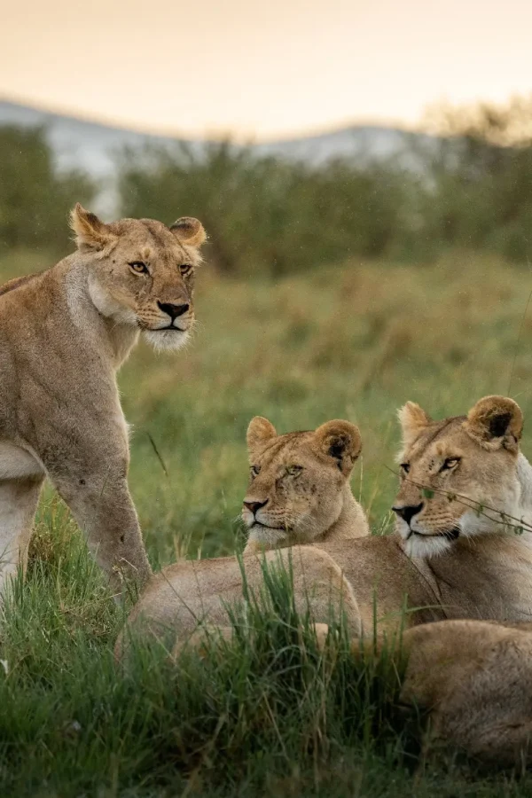 amboseli national park 6