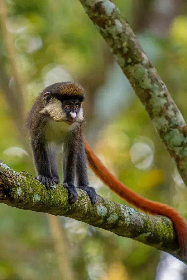 bwindi impenetrable national park 2 1