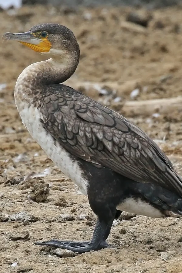 kazinga channel 2