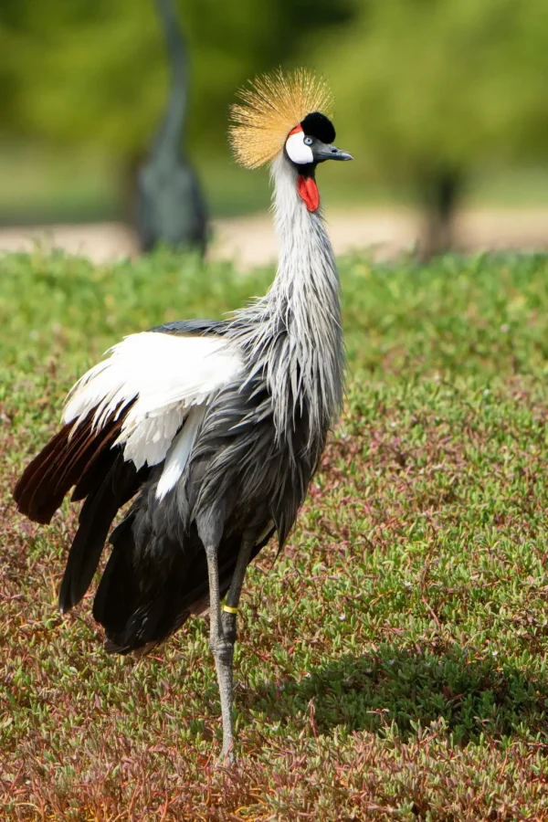 kibale forest national park 2