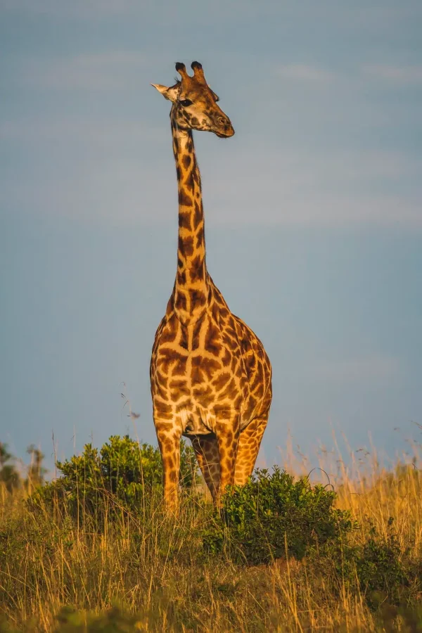 lake manyara national park 6