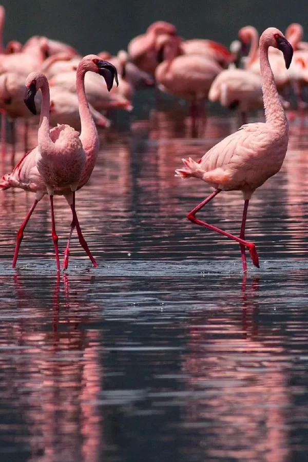 lake nakuru national park 6