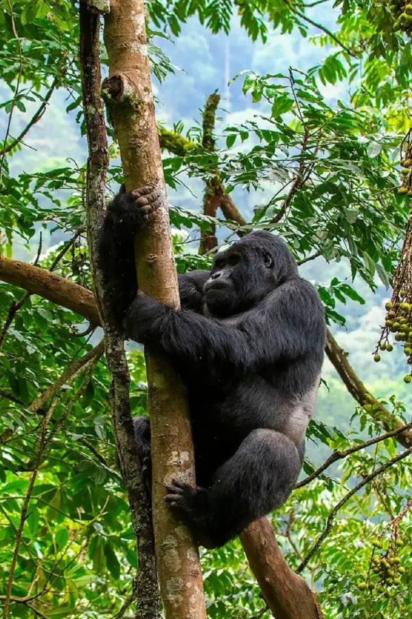 mgahinga gorilla national park 2