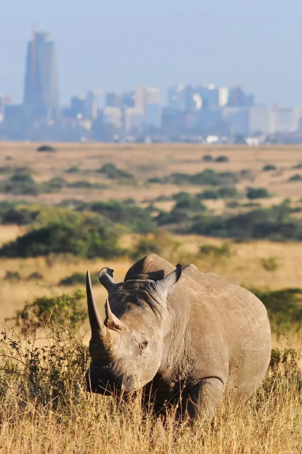 nairobi national park 2