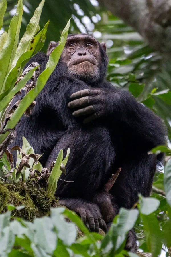 nyungwe forest national park 1