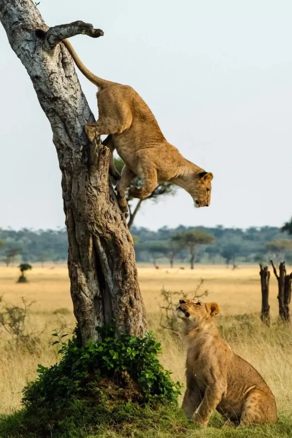 queen elizabeth national park 2 1