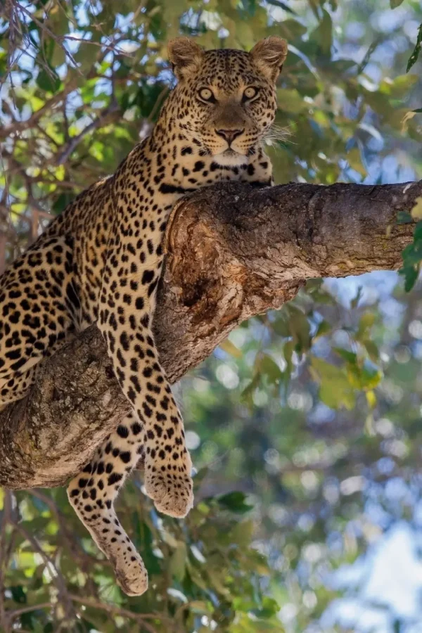 samburu game reserve 1