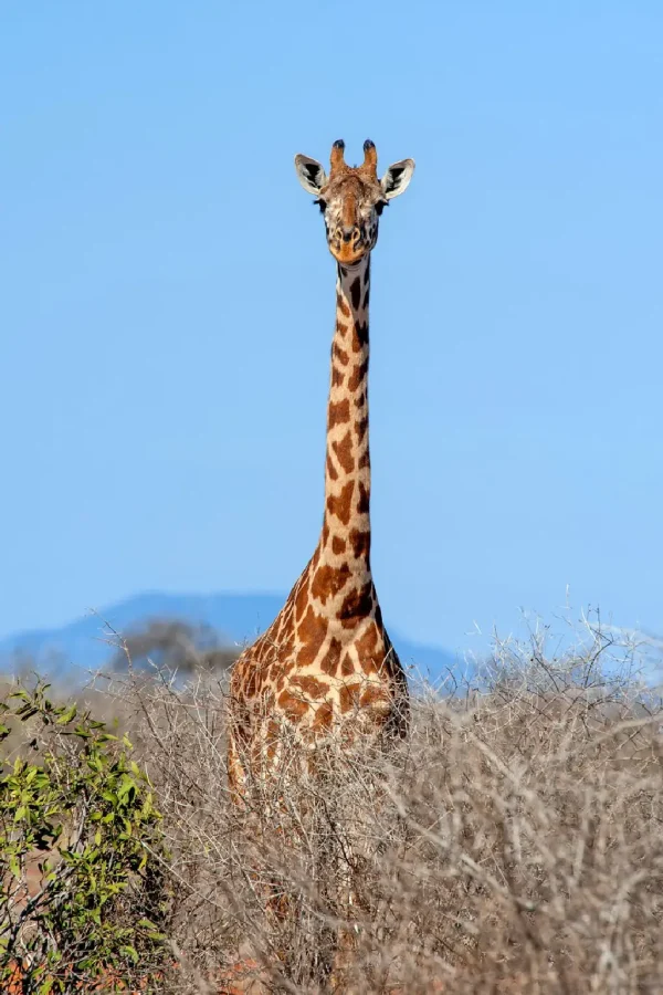 serengeti national park 14